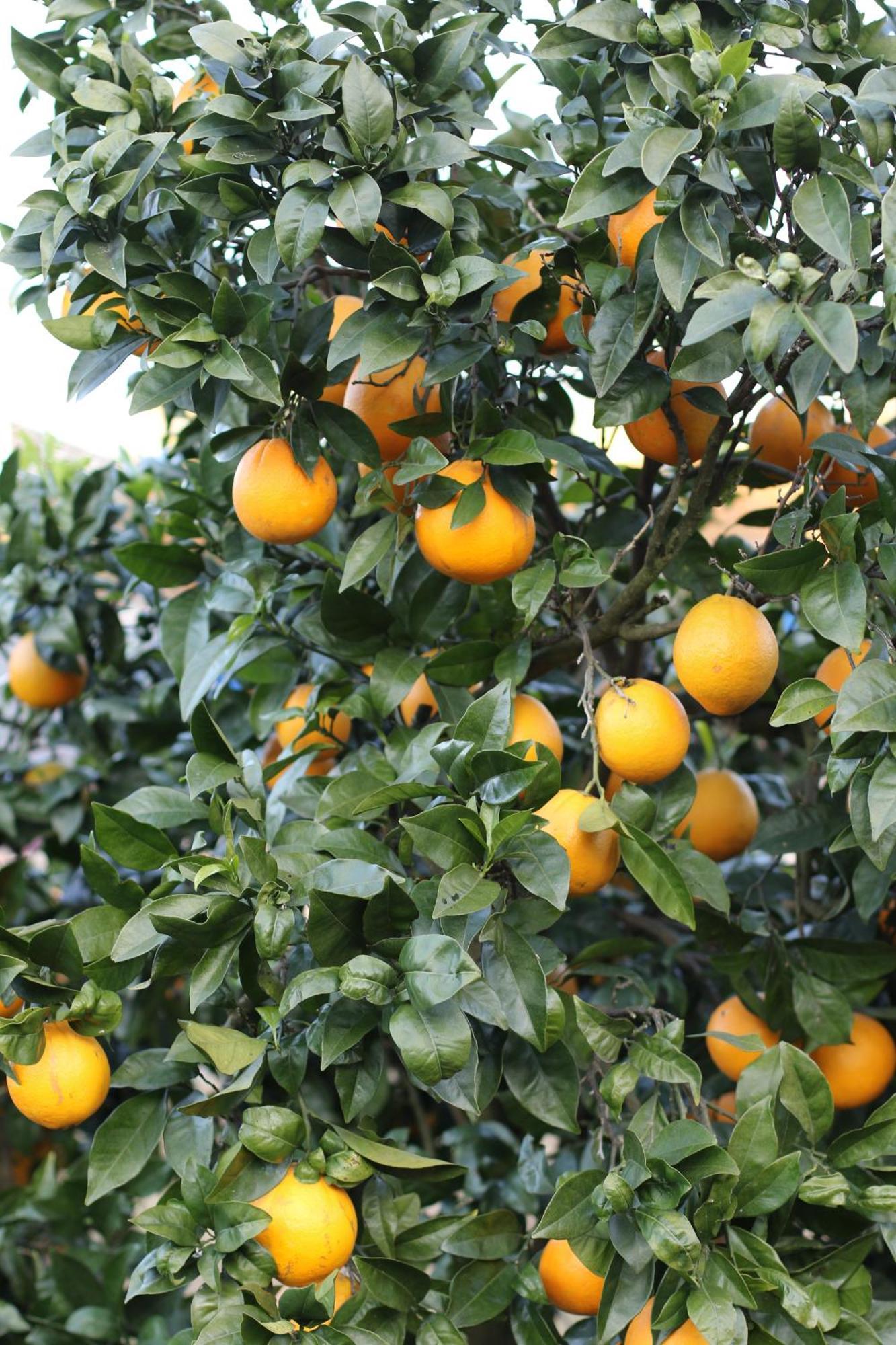 ססימברה Zambujal Suites מראה חיצוני תמונה
